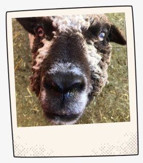 Picture - Sheep, HD Png Download, Free Download