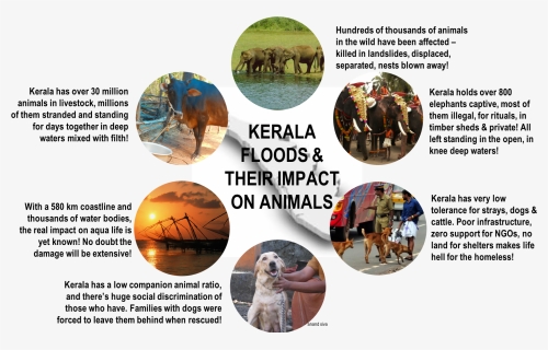 A Complexity Called Kerala In The Aftermath Of The - Impact Of Kerala Flood On Animals, HD Png Download, Free Download