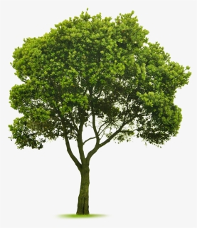 Transparent Elm Tree Png - Cut Out Tree Photoshop, Png Download, Free Download