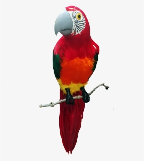 Macaw, HD Png Download, Free Download