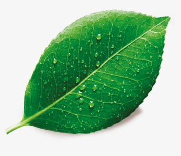 The Leaves In The Dew, Png V - Single Green Leaf Png, Transparent Png, Free Download