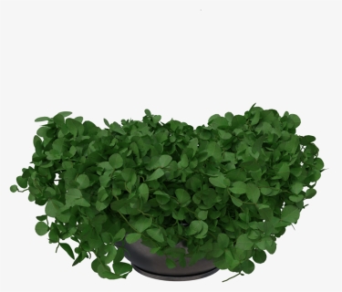 Flowerpot, HD Png Download, Free Download