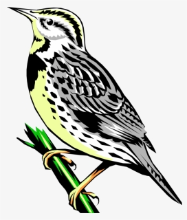 Vector Illustration Of Western Meadowlark Icterid Bird - Western Meadowlark Clipart, HD Png Download, Free Download