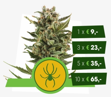 White Widow Automatic Royal Queen Seeds - Seedsman Auto White Widow, HD Png Download, Free Download
