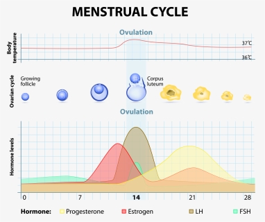 Weight Menstrual Cycle, HD Png Download, Free Download