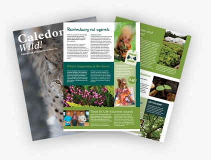 Join Trees For Life And Receive Our Exclusive Members - Brochure, HD Png Download, Free Download