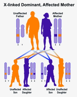 X-linked Dominant, Mother Affected - X Linked Disorder, HD Png Download, Free Download
