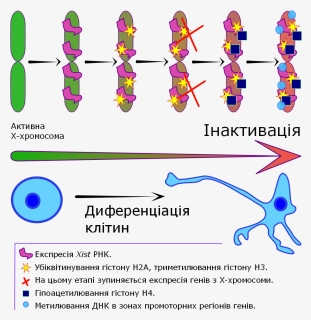 X Chromosome Inactivation V3 - Parallel, HD Png Download, Free Download