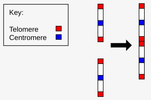 Cromossomo 2, HD Png Download, Free Download