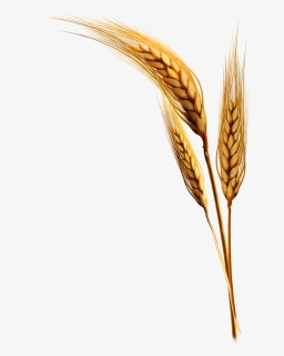Emmer Rice Clip Art Transprent Png Free - Wheat Plants Transparent Background, Png Download, Free Download