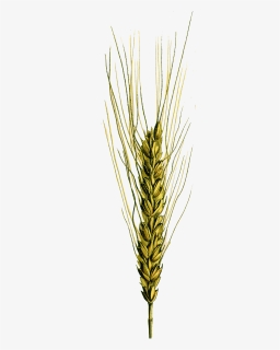 Triticum Vulgare Vill - Khorasan Wheat, HD Png Download, Free Download