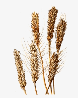 Khorasan Wheat, HD Png Download, Free Download