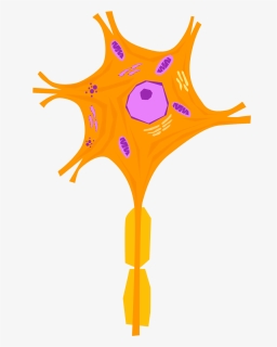Nerve Cell - Cell Of Nervous System, HD Png Download, Free Download
