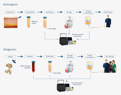 Counting Of Mesenchymal Stem Cells , Png Download - Bone Marrow Msc Isolation, Transparent Png, Free Download