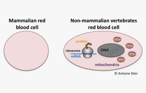 Transparent Red Blood Cells Png - Mammalian Red Blood Cells Diagram, Png Download, Free Download