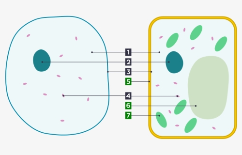 Animal Cell Diagram Without Labels Animal Cell Diagram Numbered Hd Png Download Kindpng