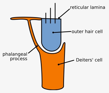 Outer Hair Cells Clipart , Png Download - Supporting Cells Of Deiters, Transparent Png, Free Download