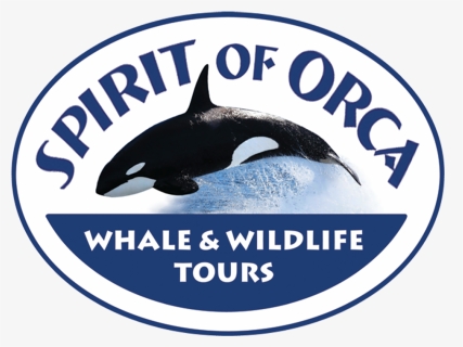Spirit Of Orca , Png Download - Killer Whale, Transparent Png, Free Download