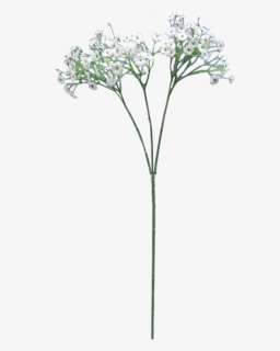 Baby Breath Flower Png - Cow Parsley, Transparent Png, Free Download