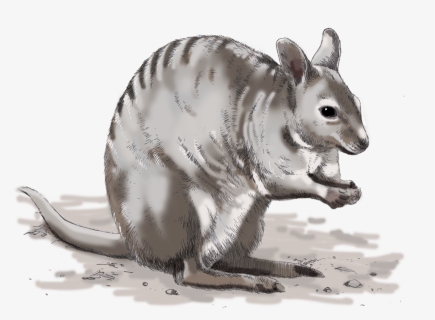 Illustrations For Any Media - Kangaroo, HD Png Download, Free Download