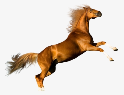 Gato Y Caballo - Jumping Horse Transparent Background, HD Png Download, Free Download