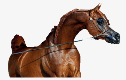 Caballo Png , Png Download - Sorrel, Transparent Png, Free Download