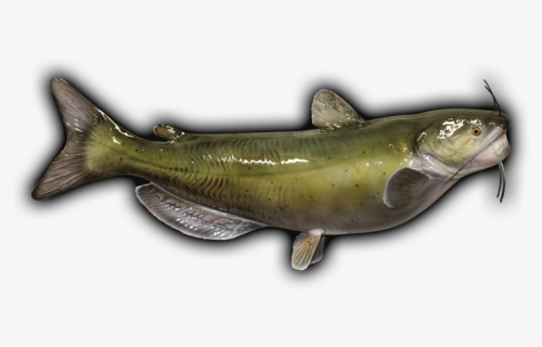 Salmon Mount Png - Oily Fish, Transparent Png, Free Download