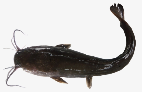 Yellow Belly Bullhead, HD Png Download, Free Download