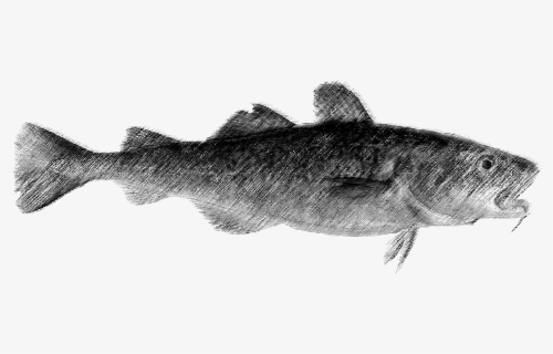 Catfish Drawing Realistic - Drawing, HD Png Download, Free Download