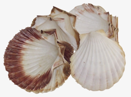 Natural Sea Scallop Shells For Baking Large Set Of - Cockle, HD Png Download, Free Download