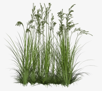 Transparent Background Grasses Png, Png Download, Free Download