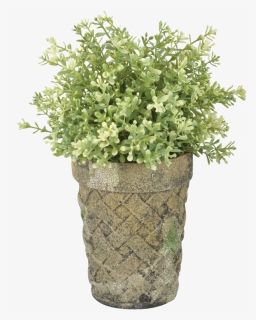 Ac Long Toms Moss - Flowerpot, HD Png Download, Free Download
