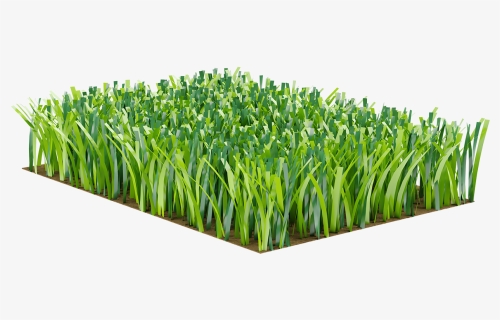 Sweet Grass, HD Png Download, Free Download