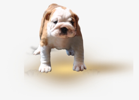 Toy Bulldog, HD Png Download, Free Download