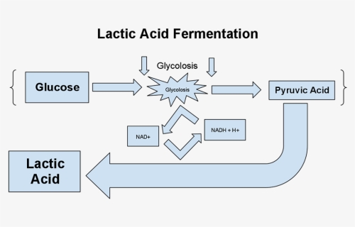 Lactic Acid Fermentation Equation , Png Download - Lactic Acid Fermentation Equation, Transparent Png, Free Download