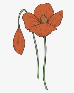 Poppy Flowers Clipart - Poppy Flower Clipart, HD Png Download, Free Download