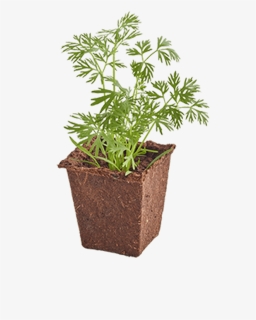 Flowerpot, HD Png Download, Free Download