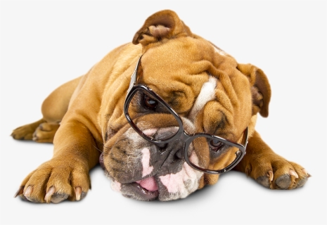 Tired Of Reading - Tired Dog Png, Transparent Png, Free Download