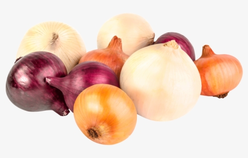 Oignon Variété, HD Png Download, Free Download