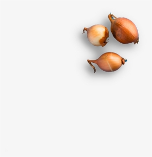 Yellow Onion, HD Png Download, Free Download