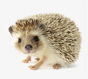 Porcupine North Four Toed African Fur Hedgehog - Hedgehog Png, Transparent Png, Free Download
