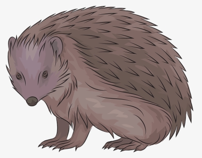 European Hedgehog Clipart - Porcupine, HD Png Download, Free Download