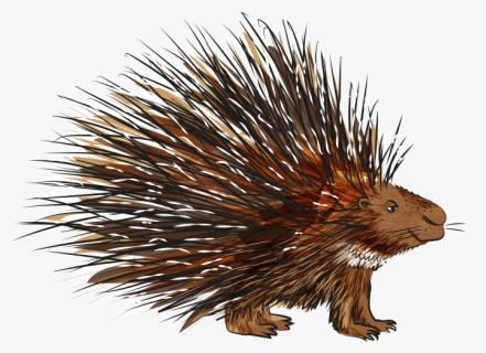 New World Porcupine, HD Png Download, Free Download