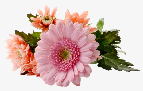 Chrysanthemum Png , Png Download, Transparent Png, Free Download