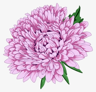 Chrysanthemum Clipart Png , Png Download - Transparent Background Chrysanthemum Clipart, Png Download, Free Download