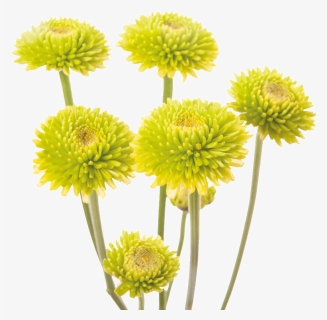 This Product Design Is Yellow Chrysanthemum About Yellow, - Chrysanthemum Png, Transparent Png, Free Download