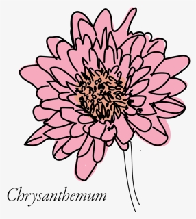 Chrysanthemum-03 - African Daisy, HD Png Download, Free Download