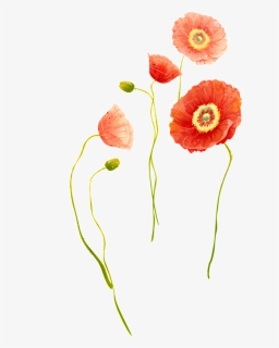 Exquisite Chrysanthemum Decorative Elements - Corn Poppy, HD Png Download, Free Download