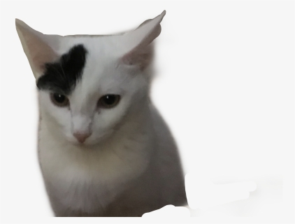 Lloydddd - Domestic Short-haired Cat, HD Png Download, Free Download