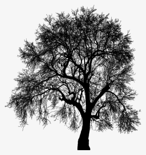 Oak, HD Png Download, Free Download